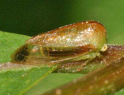 Atymna castaneae