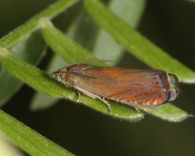 3408 - Tanacetum Root Moth - Dichrorampha vancouverana