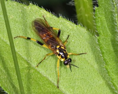 Xylomyidae Flies