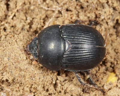 Geotrupes blackburnii