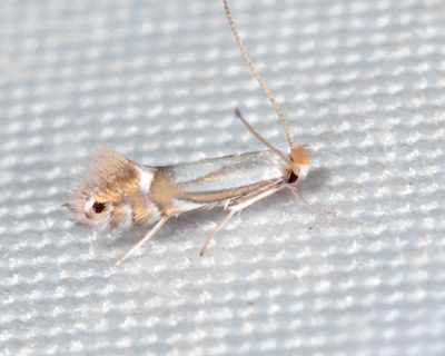 0727 - Phyllonorycter albanotella