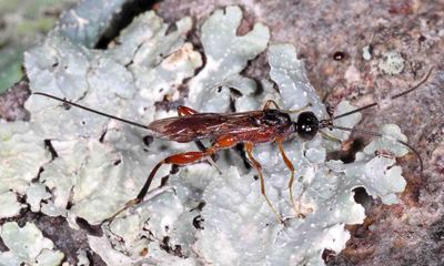 Braconid Wasps - subfamily Helconinae