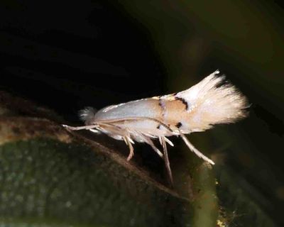 0764 - Basswood Square-blotch Miner Moth - Phyllonorycter lucetiella