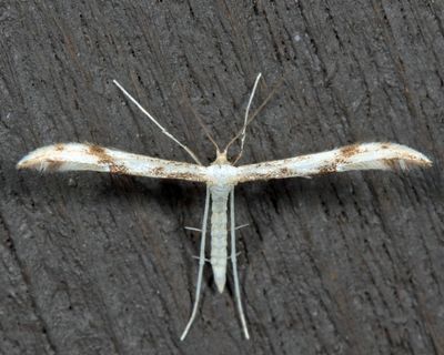 6157 - Mountain Plume Moth - Adaina montanus