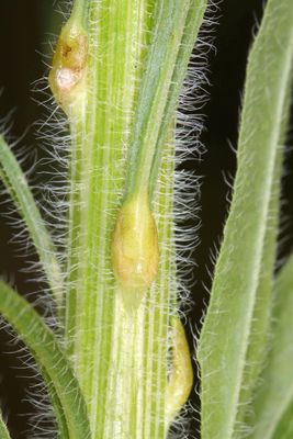 Asteromyia modesta