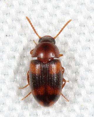 Alphitophagus bifasciatus