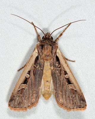 10878 - Western Bean Cutworm Moth - Striacosta albicosta