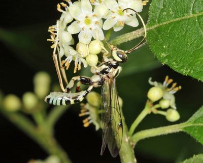 Spilopteron formosum