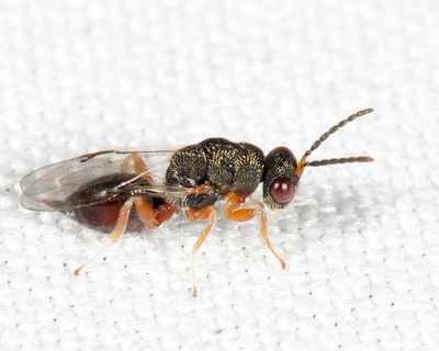 Chalcid Wasps - Eurytomidae