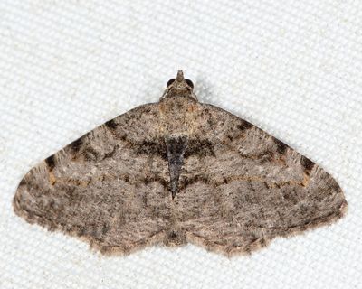 6405 - Hollow-spotted Angle - Digrammia gnophosaria