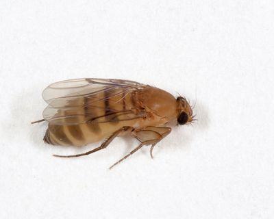 Megaselia scalaris