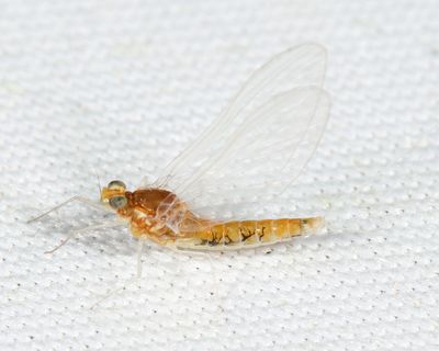 Stream Mayflies - Heptageniidae