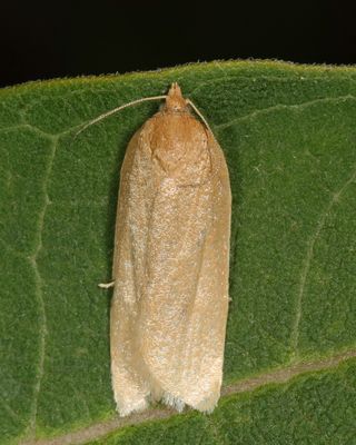3693 -  Pallid Leafroller Moth - Xenotemna pallorana