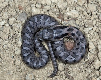baby Eastern Hognose Snake - Heterodon platirhinos