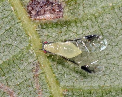 Blackmargined Pecan Aphid - Monellia caryella