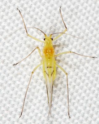 Euceraphis sp.