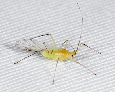 Euceraphis sp.