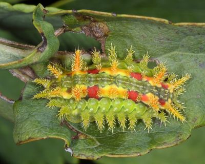 4697 - Spiny Oak-slug Moth - Euclea delphinii