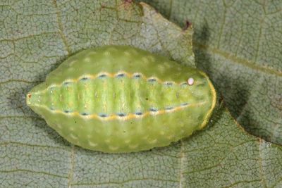 4667 - Yellow-collared Slug Moth - Apoda y-inversa