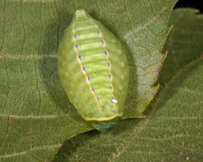 4667 - Yellow-collared Slug Moth - Apoda y-inversa