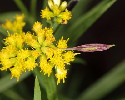 Goldentop Pedicellate Gall Midge - Rhopalomyia pedicellata