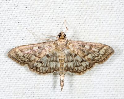 7094 - Drab Brown Wave - Lobocleta ossularia