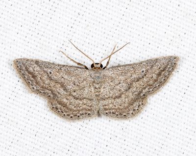 7094 - Drab Brown Wave - Lobocleta ossularia