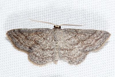 7094 - Drab Brown Wave - Lobocleta ossularia