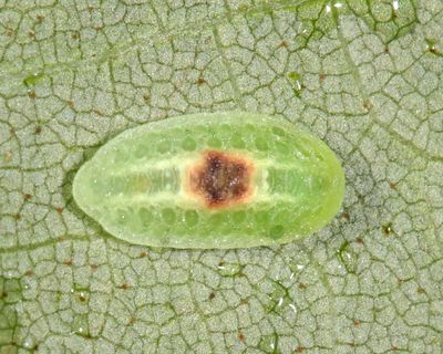 4654 - Abbreviated Button Slug - Tortricidia flexuosa