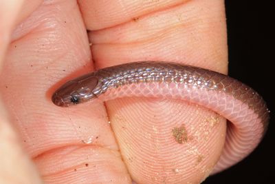 Eastern Worm Snake - Carphophis amoenus