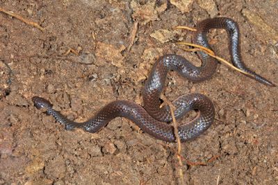 Coiled Grass Snake playing dead by lying upside down with