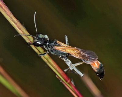 Ammophila pictipennis