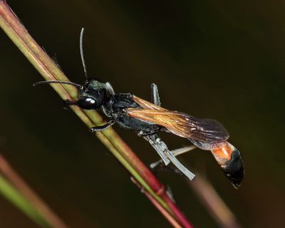Ammophila pictipennis
