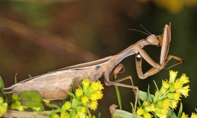 European Mantis - Mantis religiosa