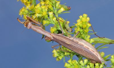 European Mantis - Mantis religiosa