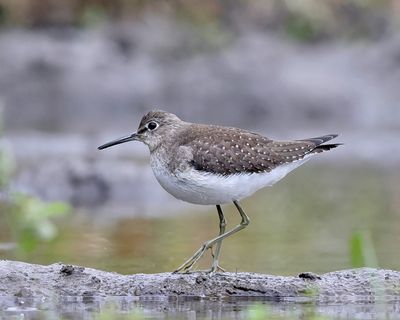 Solitary Sandpiper - Tringa solitaria