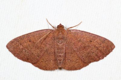 6711 - Black-dotted Ruddy Moth - Ilexia intractata