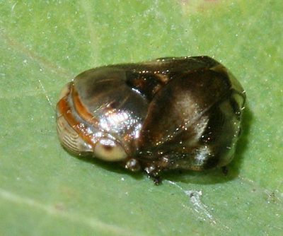 Sunflower Spittlebug - Clastoptera xanthocephala