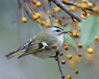 Golden-crowned Kinglet - Regulus satrapa