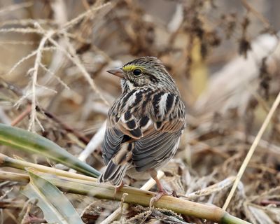 Savannah Sparrow - Passerculus sandwichensis