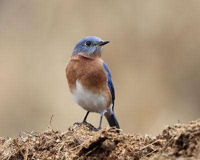 Eastern Bluebird - Sialia sialis