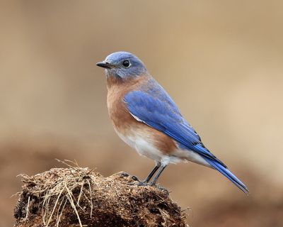 Eastern Bluebird - Sialia sialis