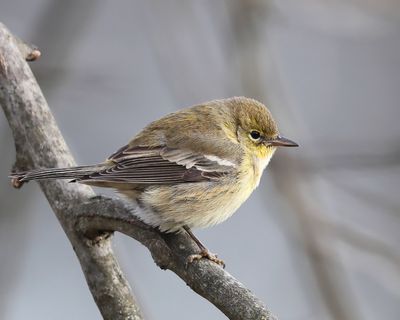 Pine Warbler - Setophaga pinus