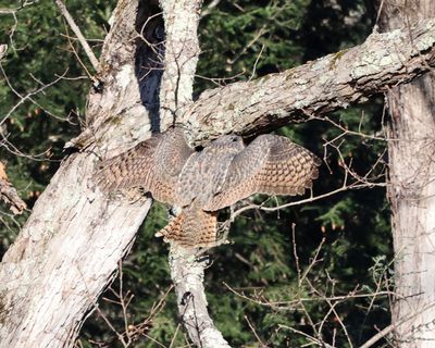 Great Horned Owl - Bubo virginianus