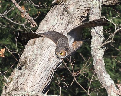 Great Horned Owl - Bubo virginianus