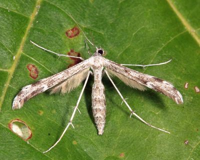 6186 - Black-marked Plume Moth - Hellinsia inquinatus