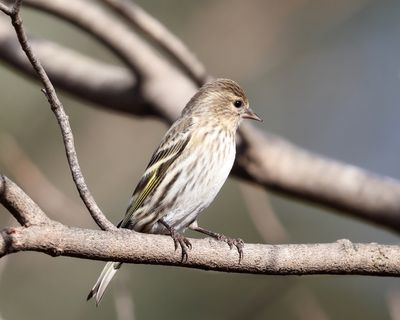 Pine Siskin - Spinus pinus