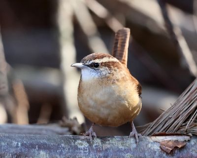 Carolina Wren - Thryothorus ludovicianus