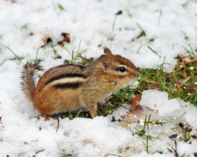 Eastern Chipmunk - Tamias striatus