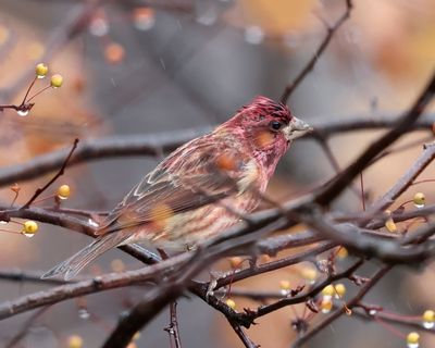 Purple Finch - Haemorhous purpureus